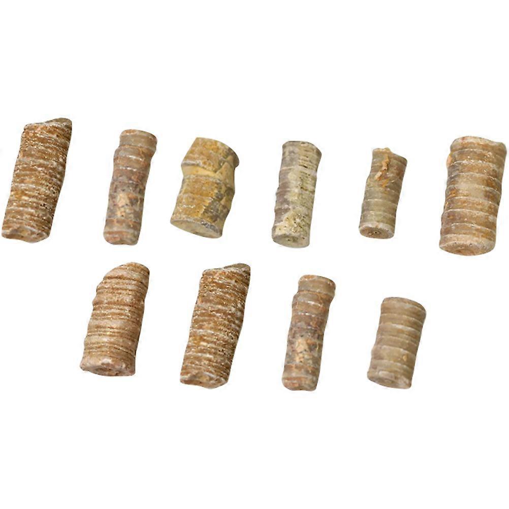 Marine Echinoderm Stem Specimen for Study 10Pcs Set