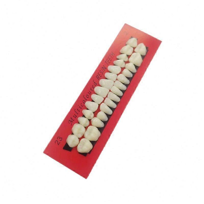 Resin Teeth Set, 28-Piece Universal Model