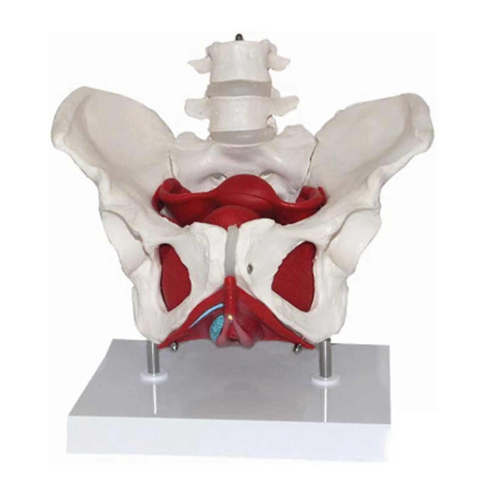 Anatomical Models Female Pelvis And Perineum With Lumbar Vertebrae, Removable Organs, Pelvic Floor Muscles For Teaching