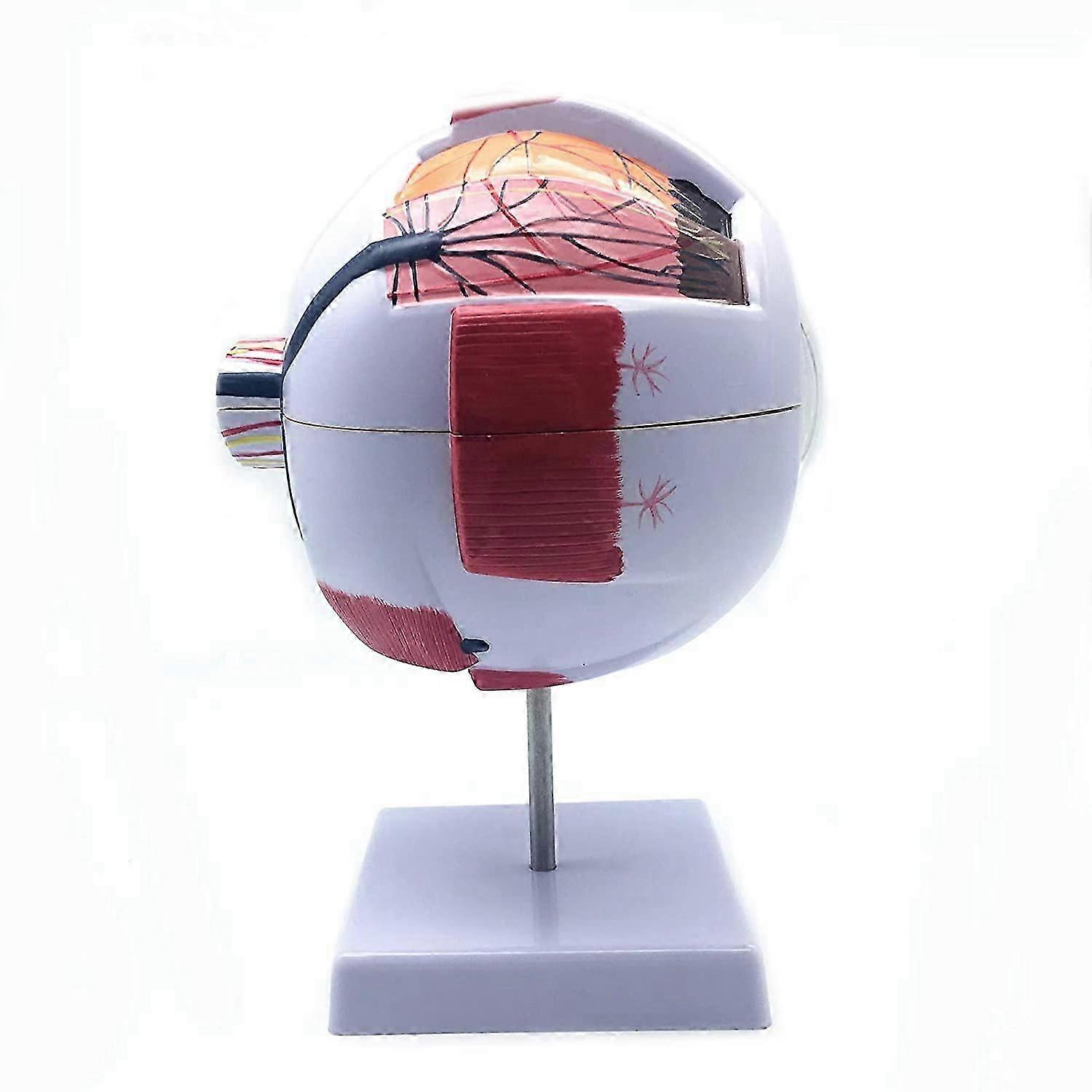 6X Enlarged Human Eye Anatomical Model,for Science Classroom Study