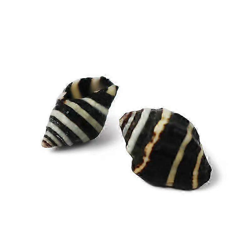 Coastal-Inspired Natural Snail Shells