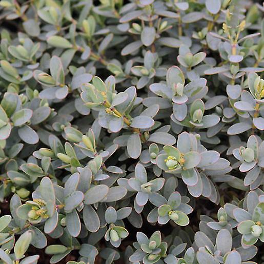 Hebe Pageii. Pitic, Mat formând arbust.