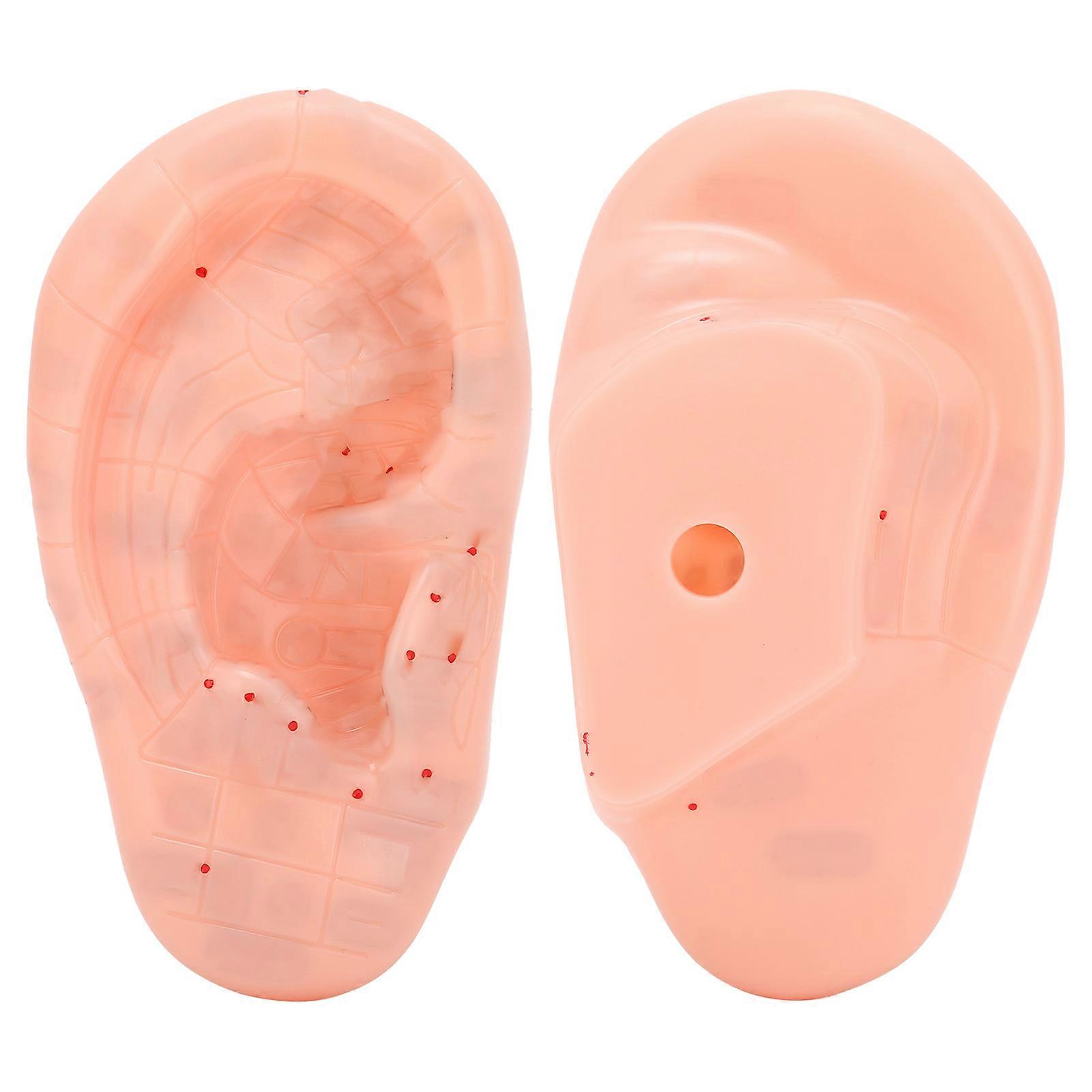 Ear Zone Model Ear Acupoint Pressure Point Learning Human Acupuncture Model 13cm