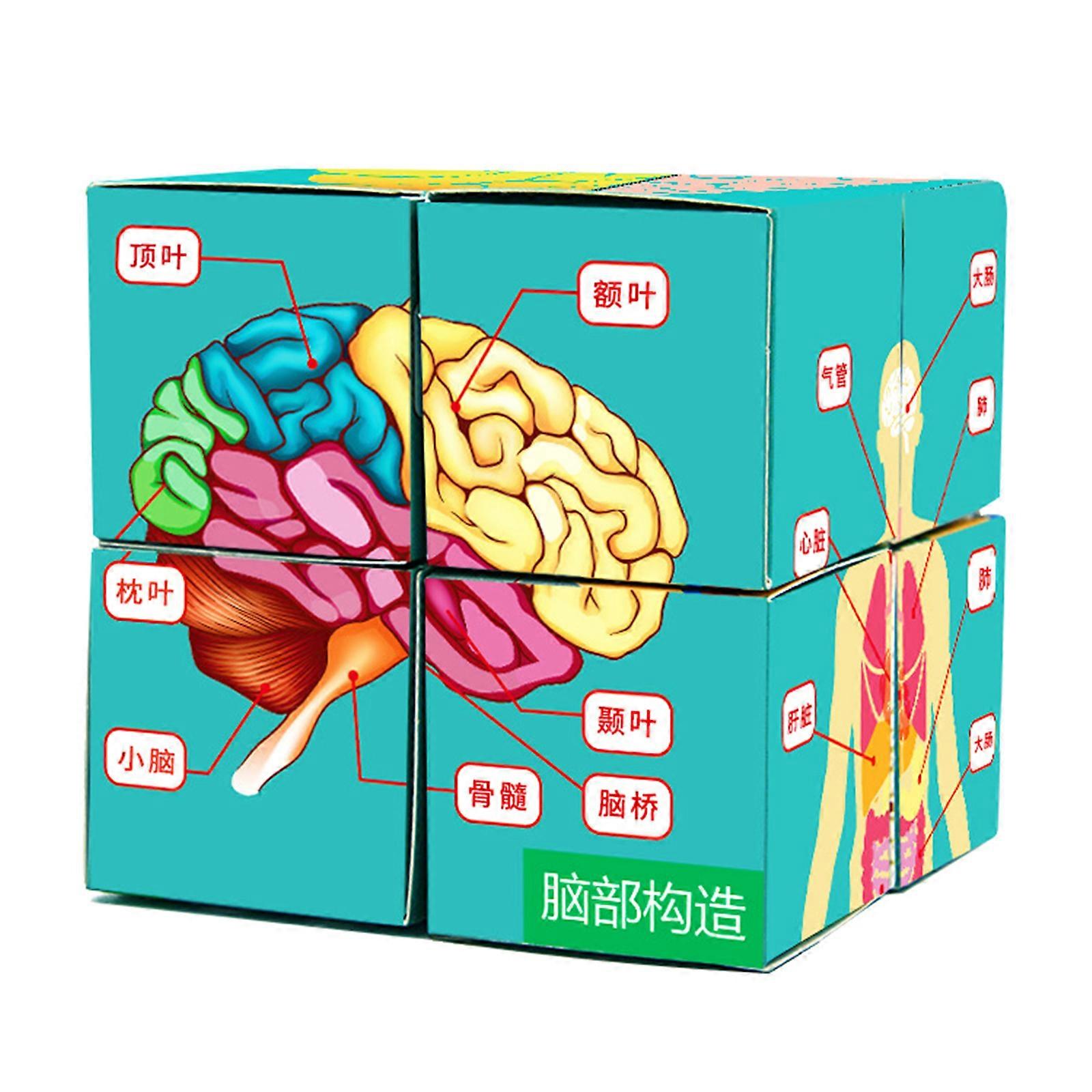 Human Anatomical Cards Anatomy Study Cube Medicals Student Learning Tool Anatomy Chart Sets Human Body Organs Study Cube