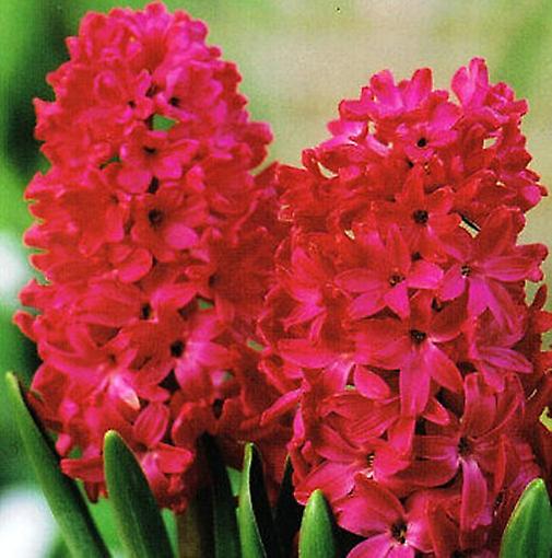Hyacinth Jan Bos. Rich Cerise Red.