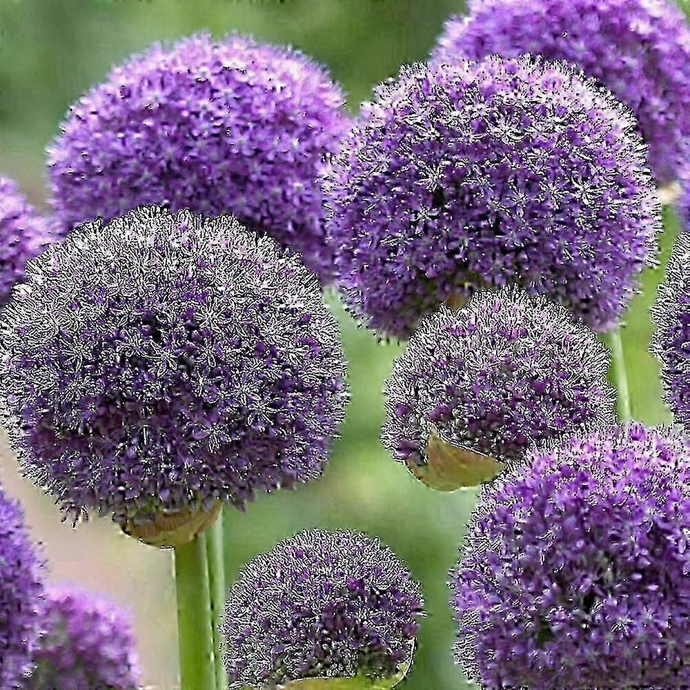 6 لمبات Allium Gladiator - جاهزة للزراعة البصل المزهرة للحدائق الداخلية / الخارجية - معمرة - HK607
