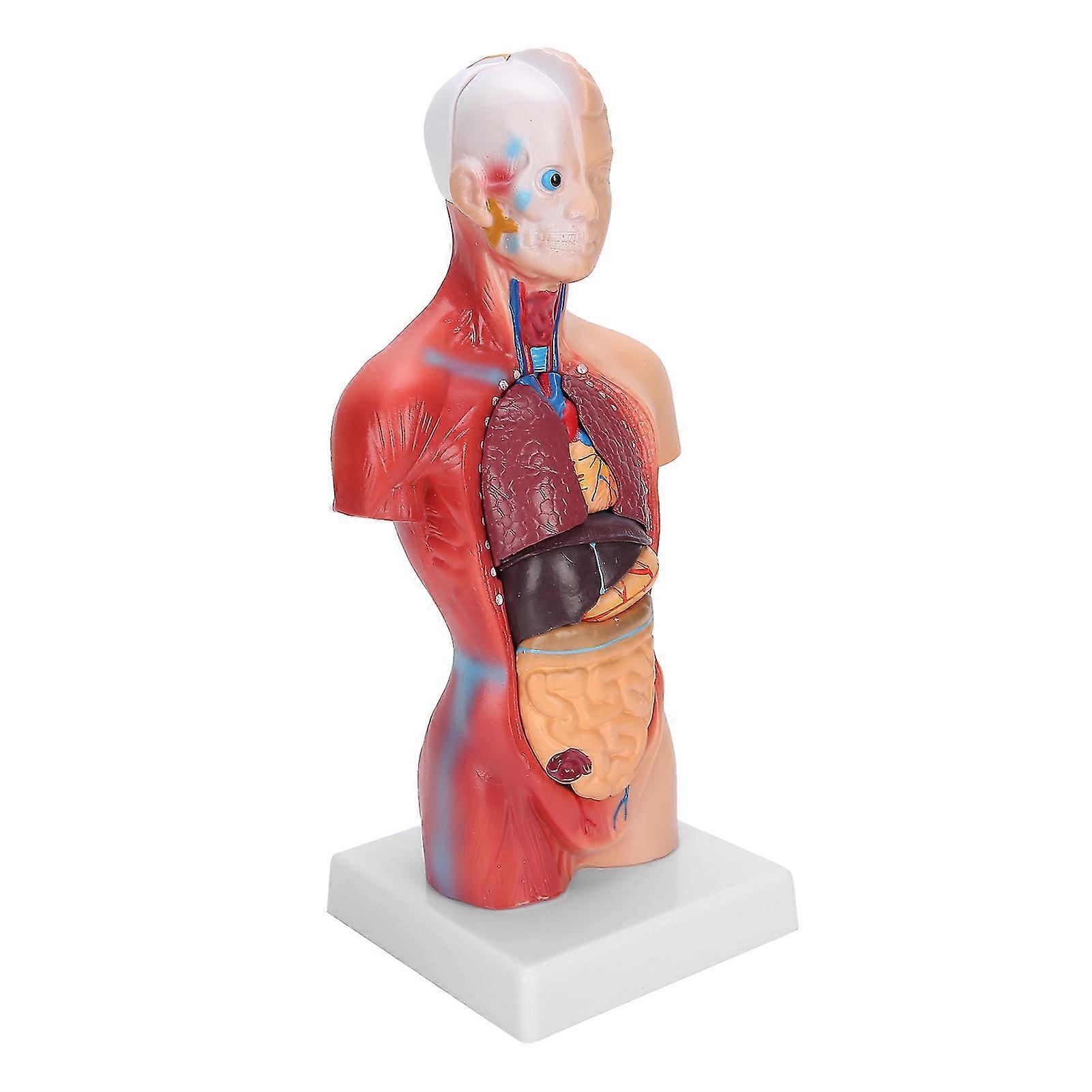 Human Torso Model 28cm with Detachable Internal Organs for Anatomical Teaching