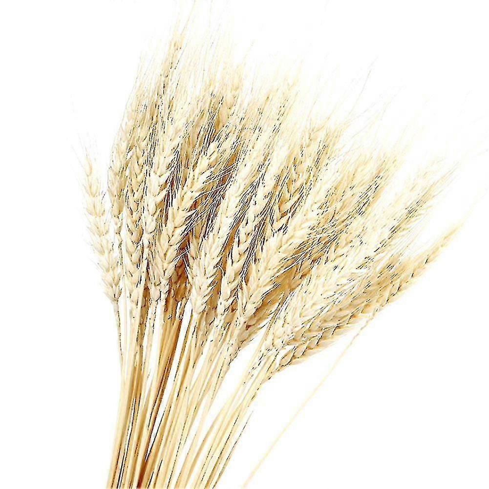 100 茎干小麦秸秆 100% 天然小麦装饰,适合家庭圣诞婚礼
