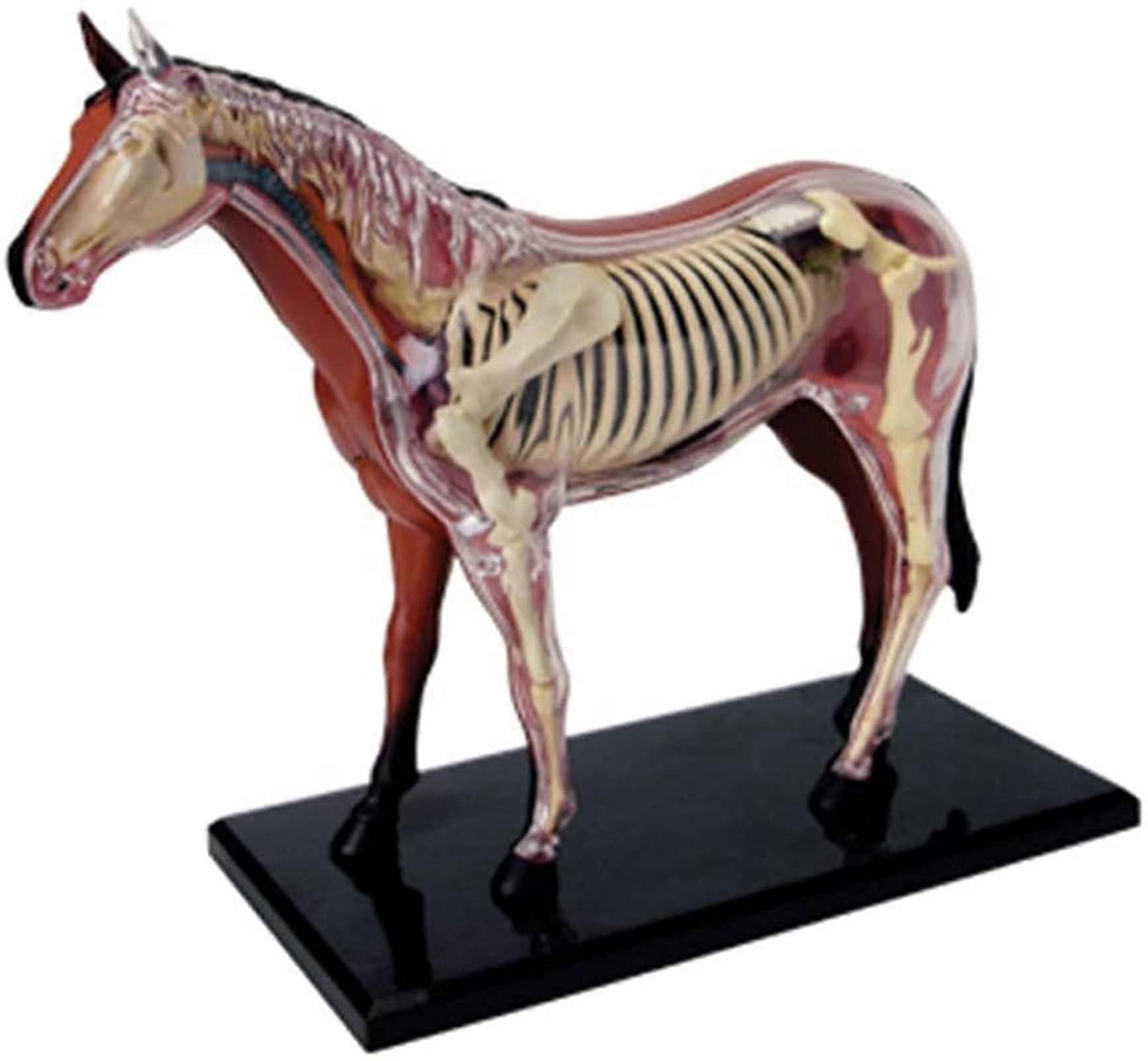 Anatomy Model Horse with Detachable Tool Kit, 18.5x15.6x7.7 cm, Animal Biology Bones and Organs for Teaching