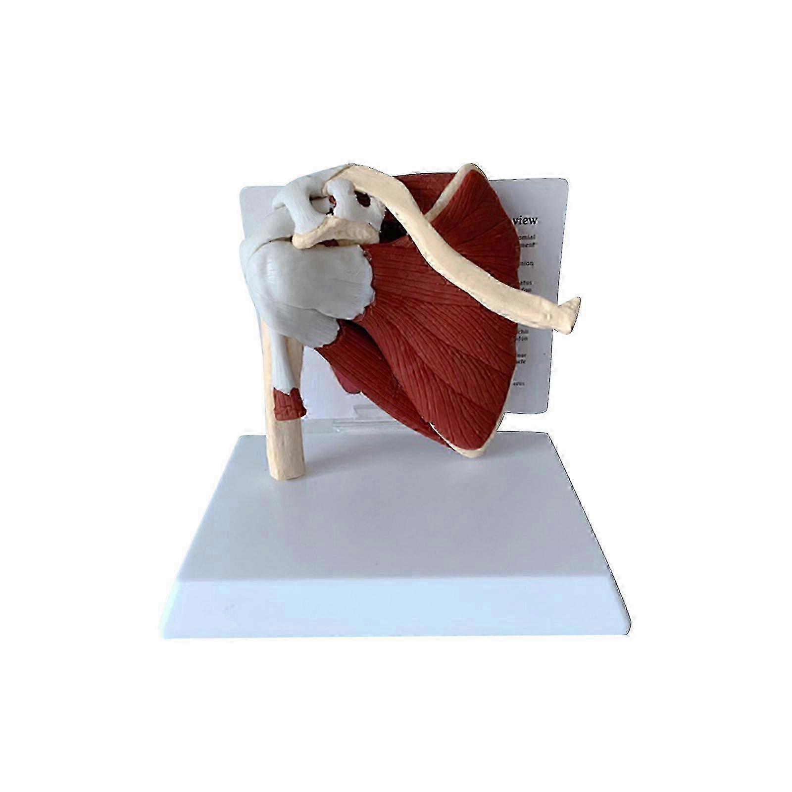 3D Human Shoulder Joint Model - Life Size Skeleton for Medical Teaching