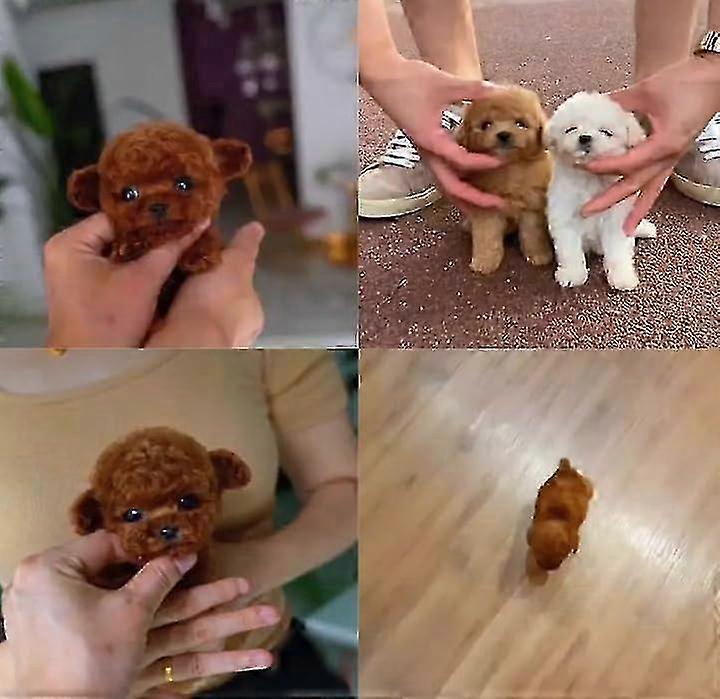 2025 New Robot Dog for Adults, AI Robotic Dog, Nicoo - My Realistic Robot Puppy That Acts Like a Real Puppy - Walking, Barking, Tail Wagging