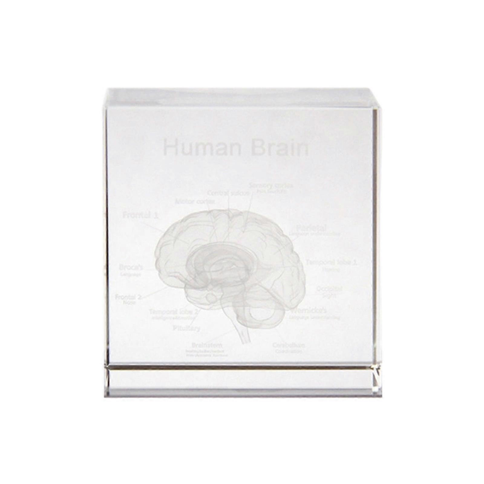 Modulars 3D Crystal Human Head Anatomical Model With Detachable Component for Interactive Exploration Hands On Learning Multicolor