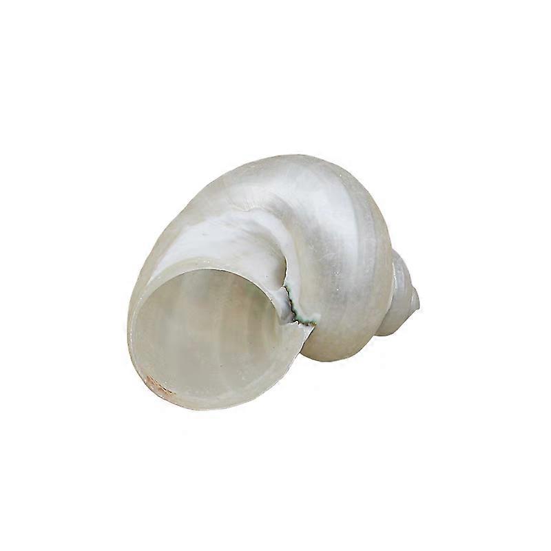 Polished Moon Snail Shell For Fish Tank Dcor