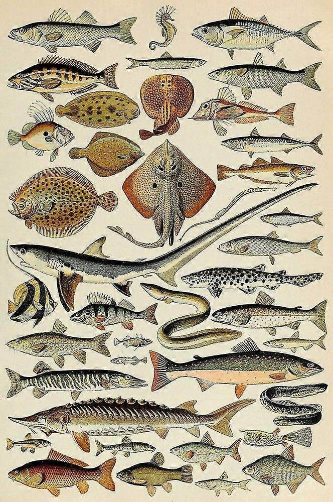 Vintage fish 2Jigsaw Puzzle Brain Teaser UE 0839