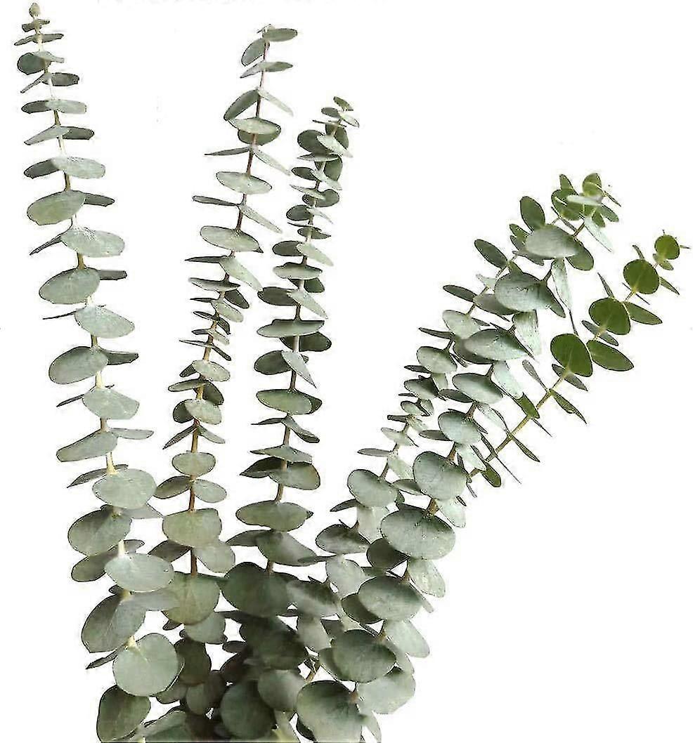 Dried Real Eucalyptus Branches 12 Stems, Natural Eucalyptus Leaves For Arrangement Wedding e Decor,3221