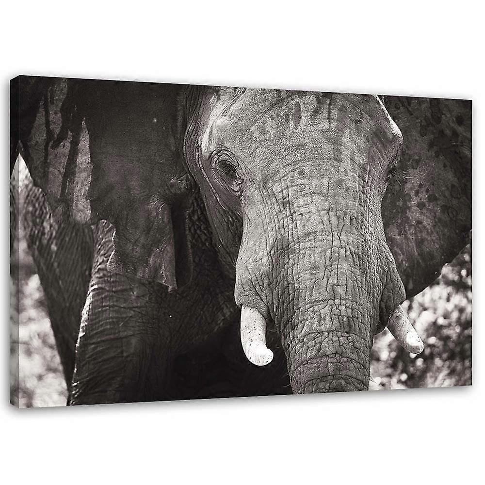 Impression sur toile, Eléphant noir et blanc - 100x70