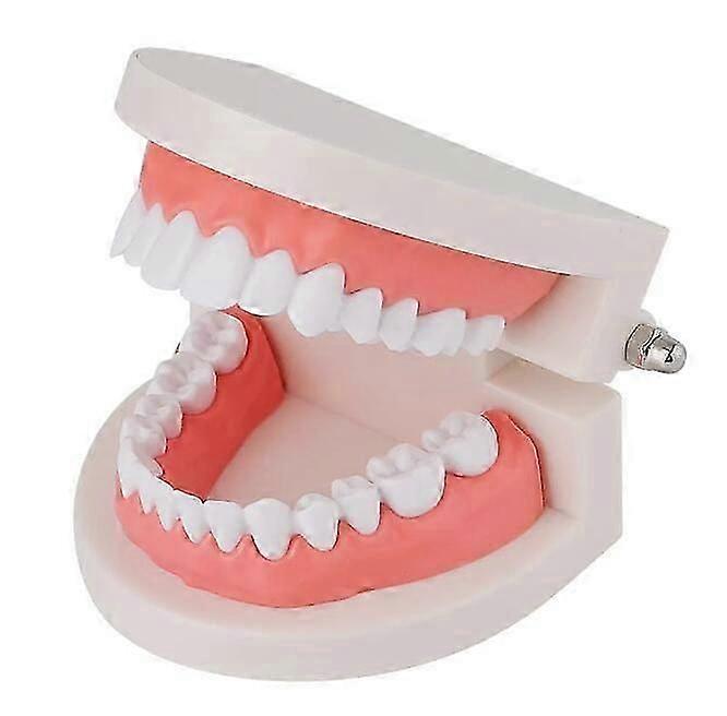 Teeth Model,For Tooth Teach Practice Model Teaching