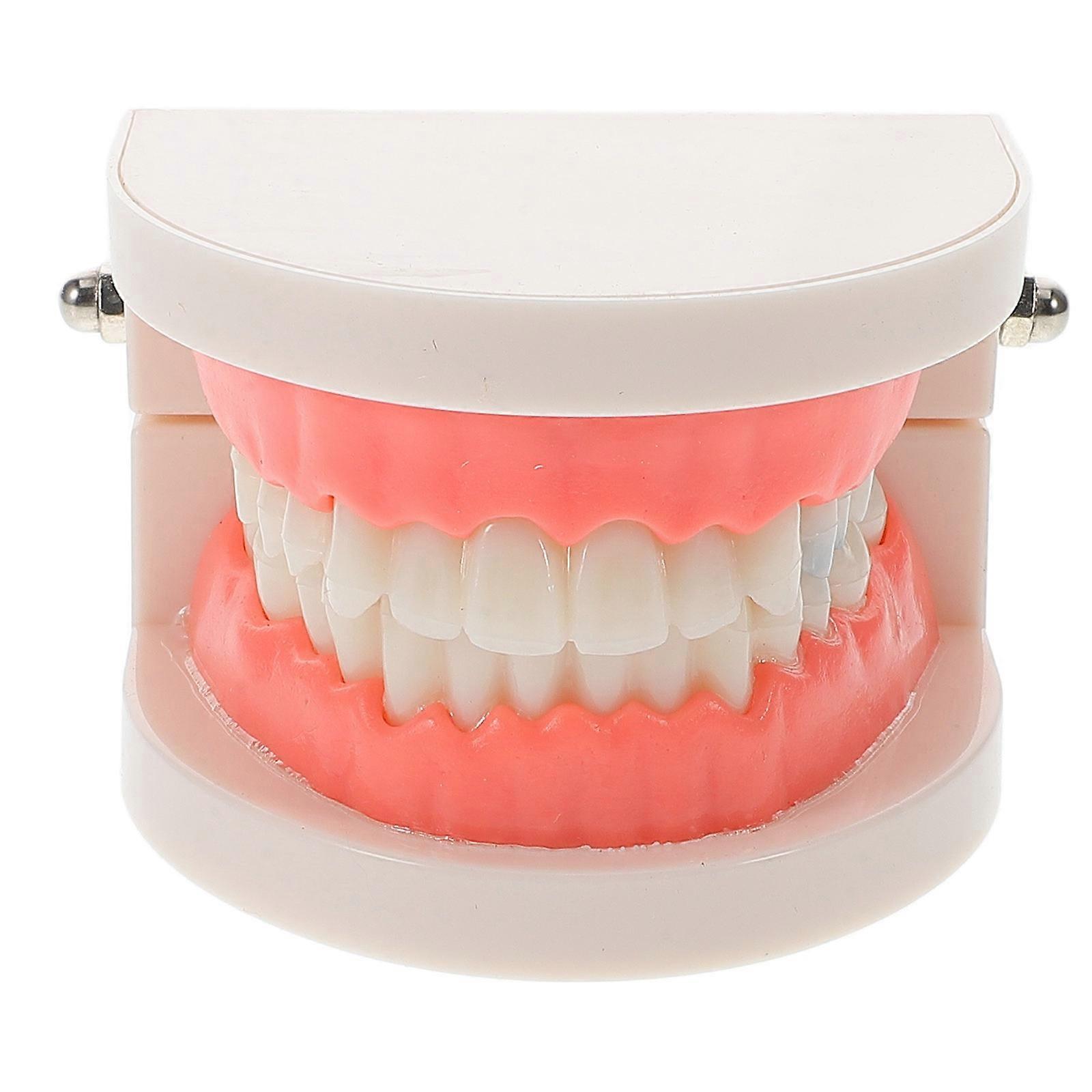 Accurate Dentist Teeth Model for Oral Teaching 2Pcs Removable Set
