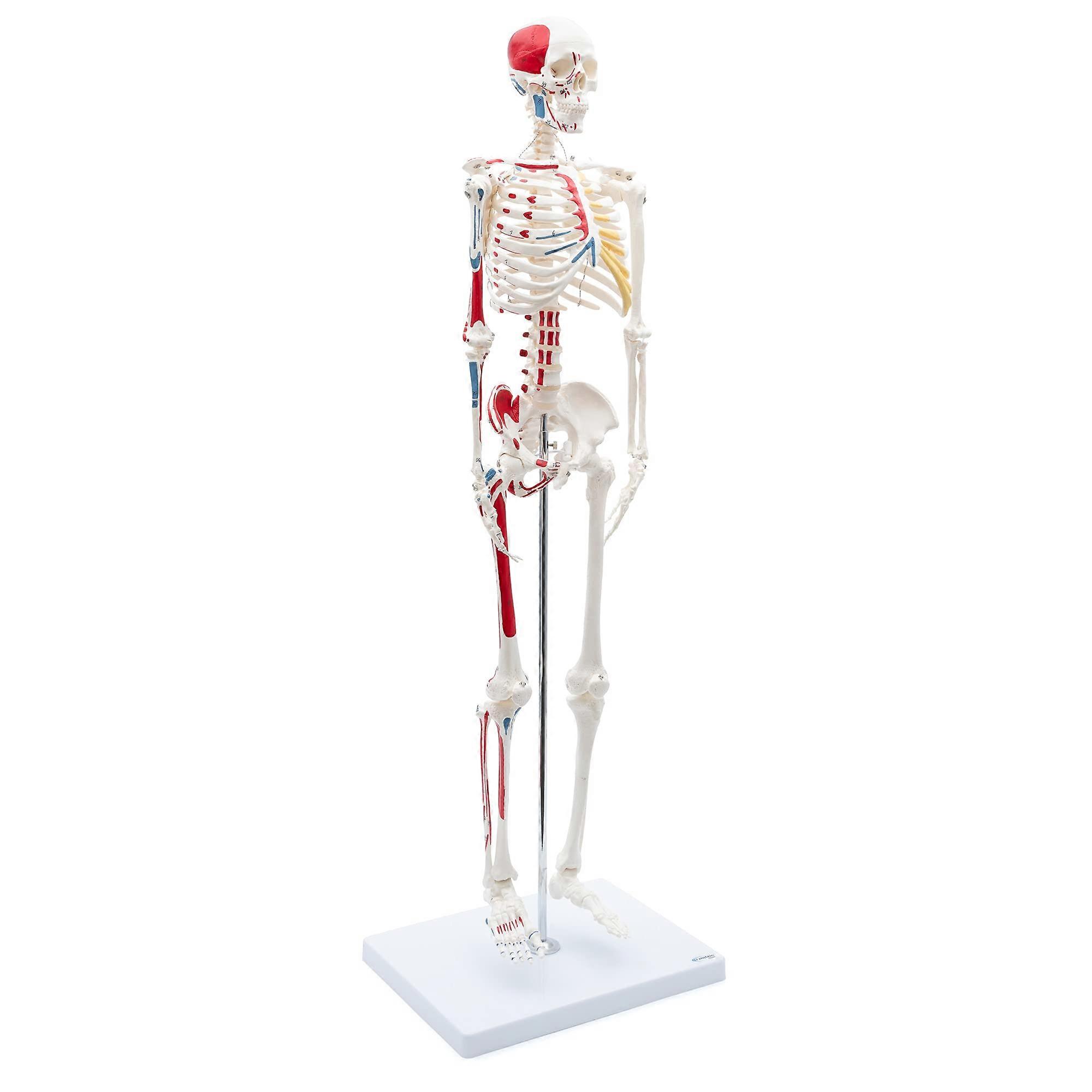 Skelett24.de Mini Skeleton 85 cm with Muscle Painting Didactically painted