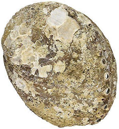1 X Pearlized Smudging Abalone Shell