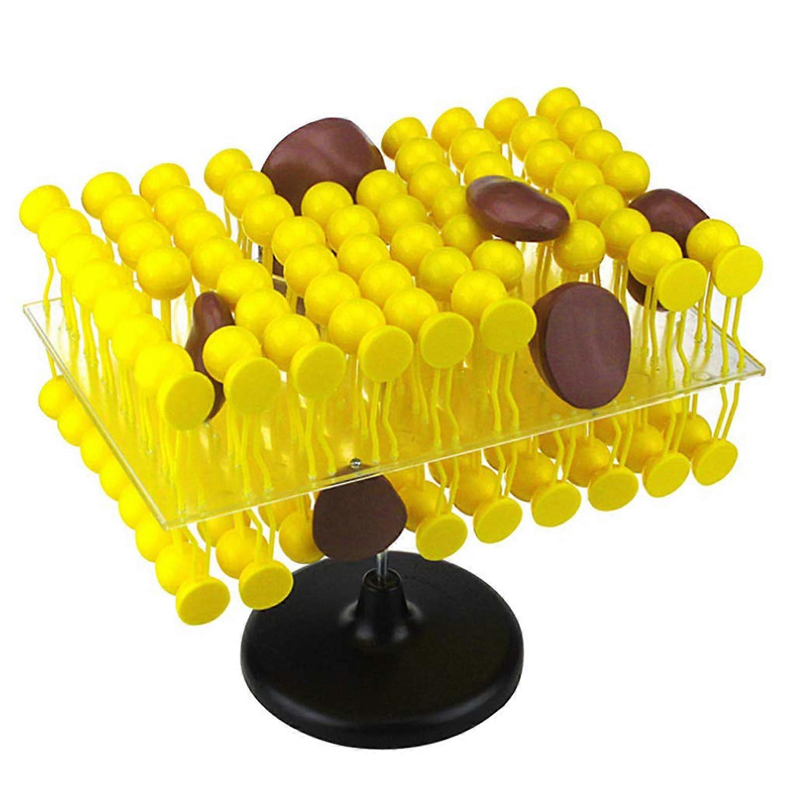 3D Cell Membrane Model with Interactive Protein Rotation and Accurate ColorCoded Bilayer for Classroom