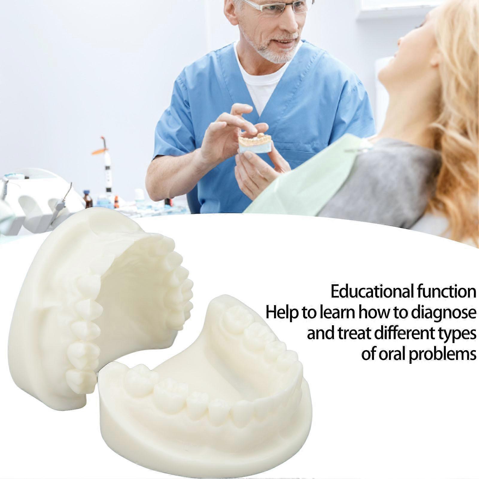 Tooth Model Educational Simulation White Corundum Dental Model for Teaching Study Supplies