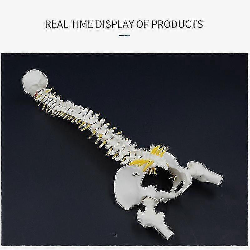 45cm Spinal Column with Pelvis PVC Model