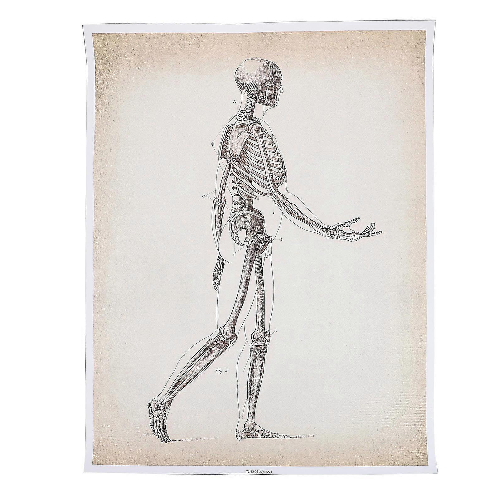 a description you could use for an **anatomical poster** product, optimized for an online listing or educational use:
### 🩺 **Anatomical Poster