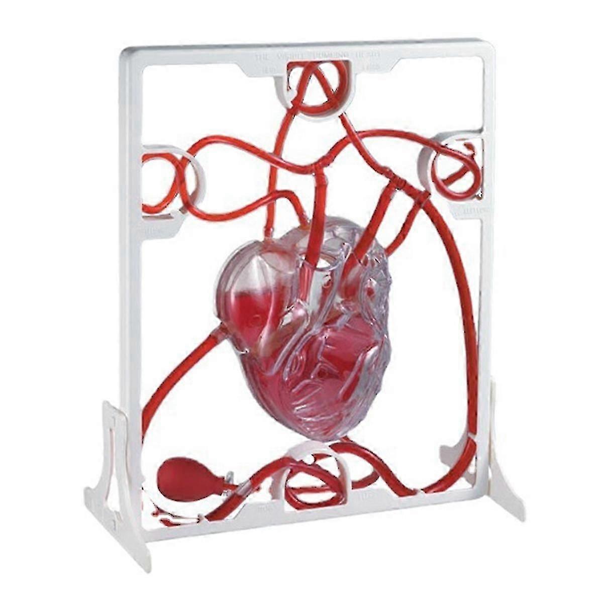 Heart Circulation Model Simulation Science Education Organ Model
