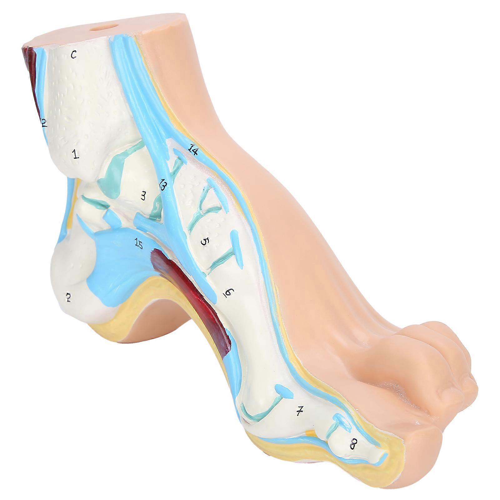Human Foot Model Adults Lifesize Teaching Research Muscle Display Explain AccessoriesArch Foot