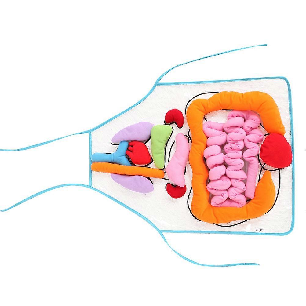Educational Apron Human Organs Pattern Teaching Aid for Kindergarten Use