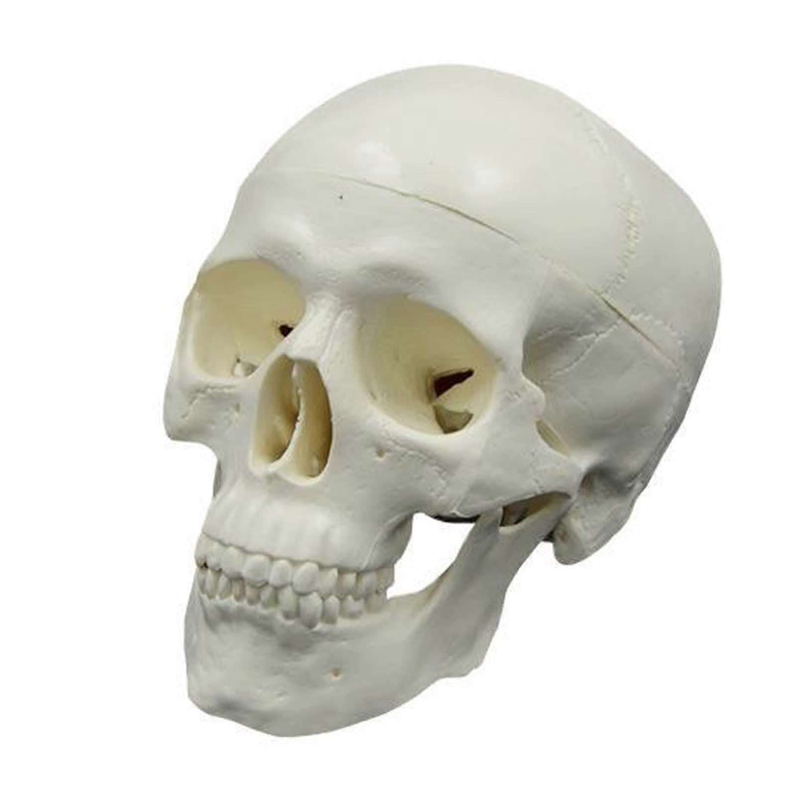Human Skull Model with Removable Cap and Full Teeth, PVC Life Size Anatomical for Teaching