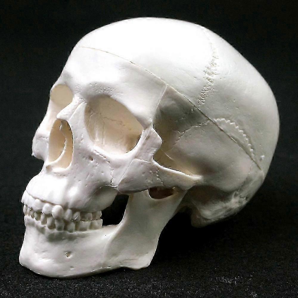 İnsan Anatomik Modeli Tıp Kafatası İnsan Anatomik Anatomisi Kafa Anatomisi Anatomi Öğretim Malzemeleri Kafatası Modeli QVg OLV
