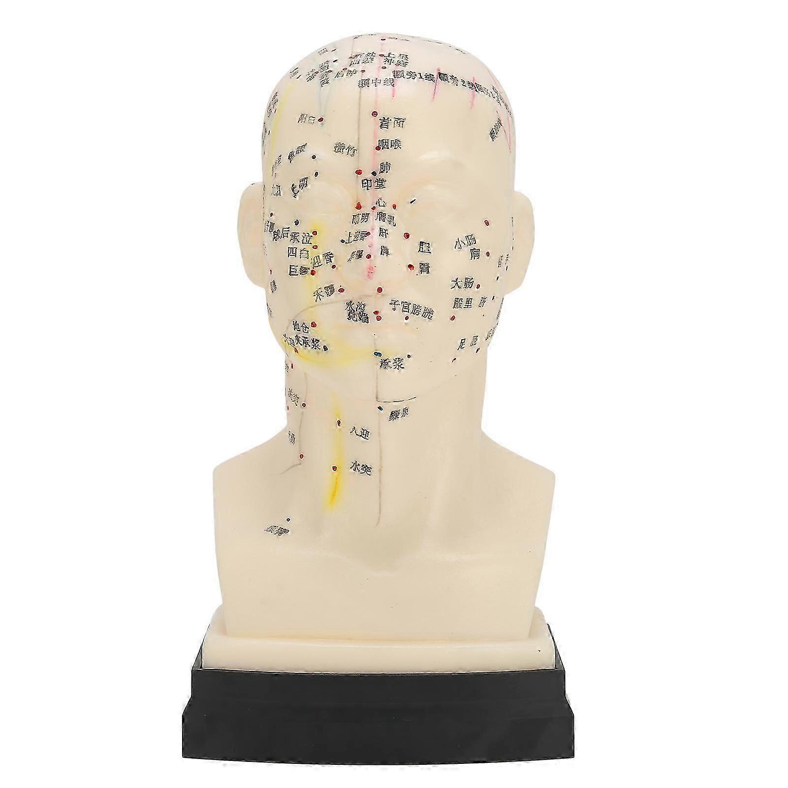 Full Face Head Acupuncture Model with Clear Lettering for Educational Study and Teaching Tool