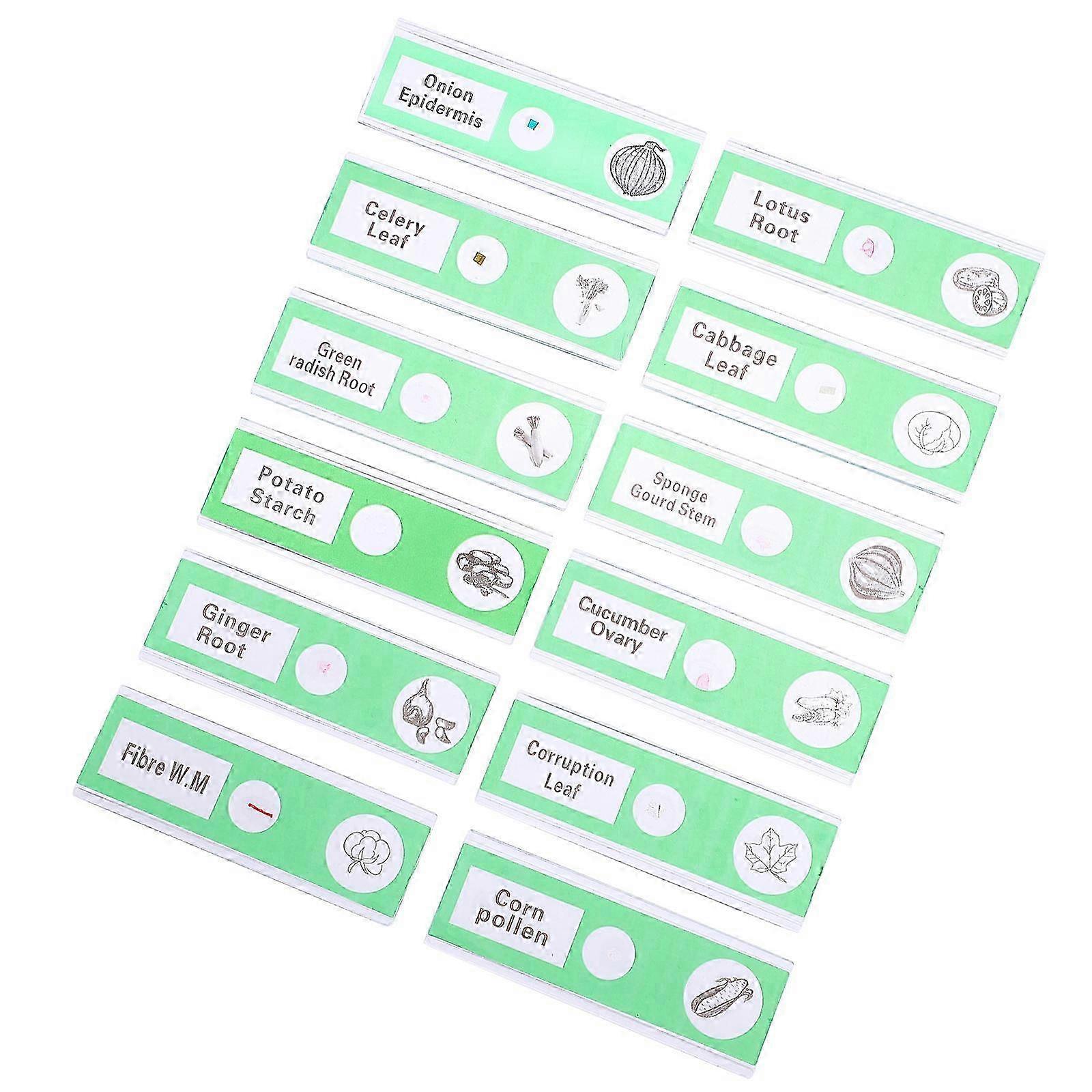 ABS Sample Specimens Prepared Microscope Slides for Home 12Pcs
