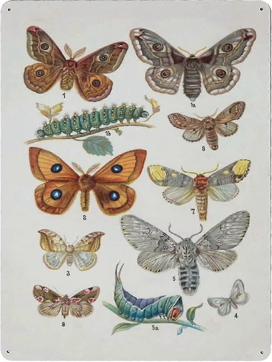 Cartaz Educacional Vintage Borboleta Sinal de Metal Decoração de Metal 8x12 Polegadas OU 12x16 Polegadas Modo 1660
