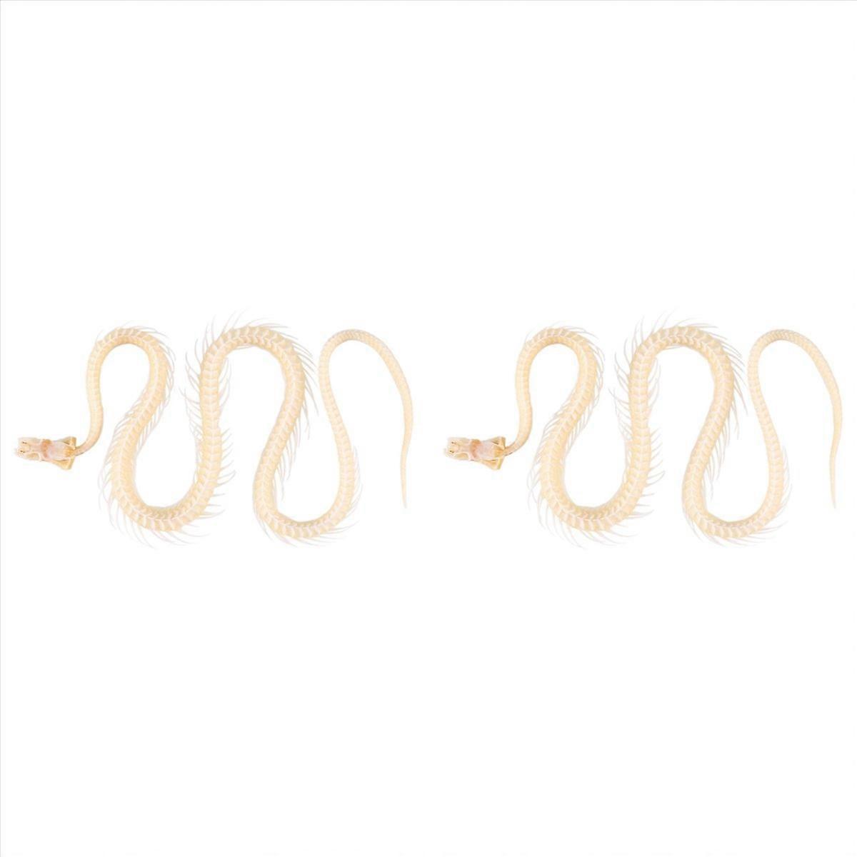 Real Snake Skeleton Animal in Science Classroom for Science Education