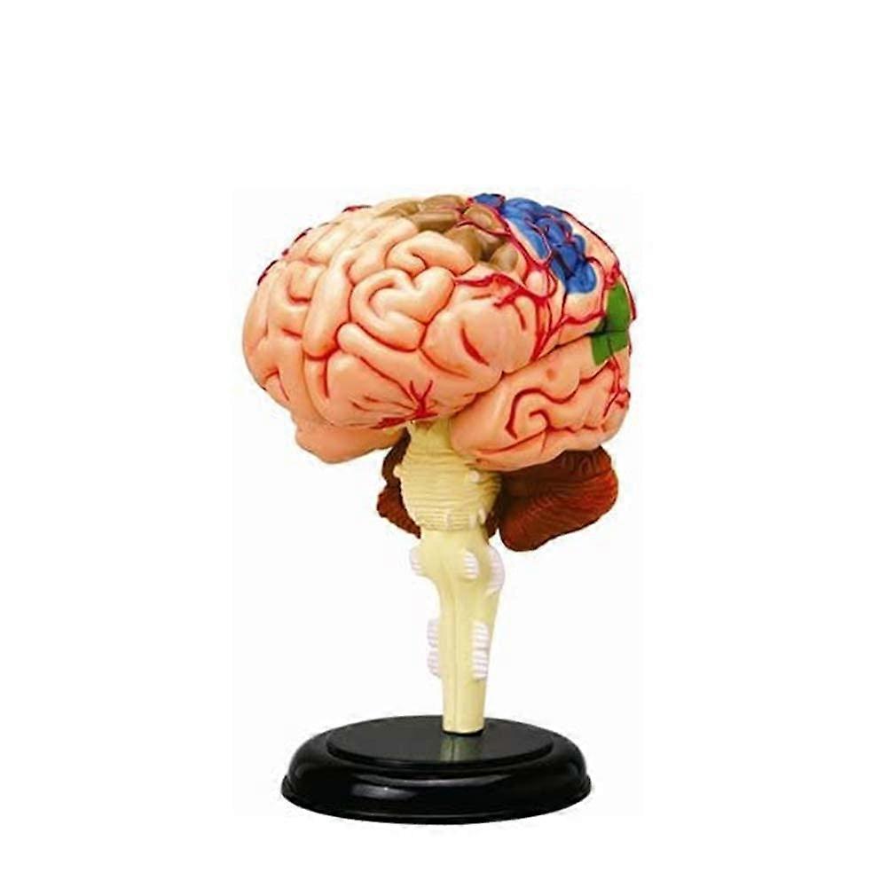 Human Brain Model with Clear Anatomical Detail for HandsOn Learning and Educational Display