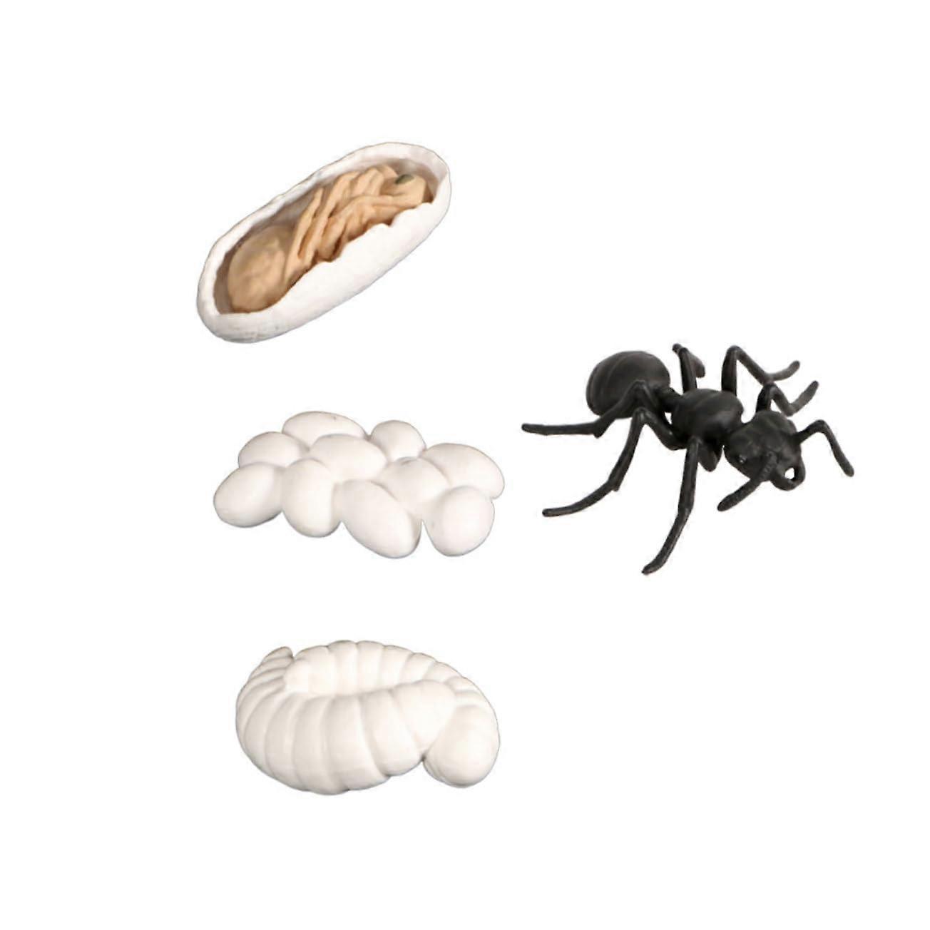 Ant Life Cycle Model Educational Set with Visual Display for Kids Science Projects and Teaching