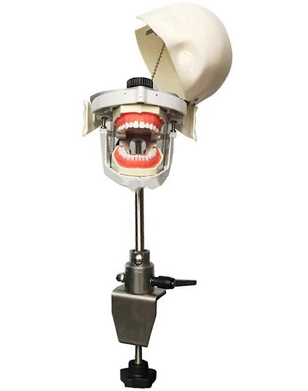 Dental Phantom Head with Replaceable Teeth, Realistic Oral Simulation, DeskMount Training Model
