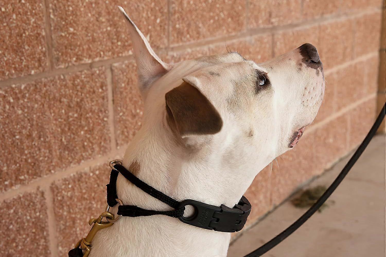 Large size professional training dog collar