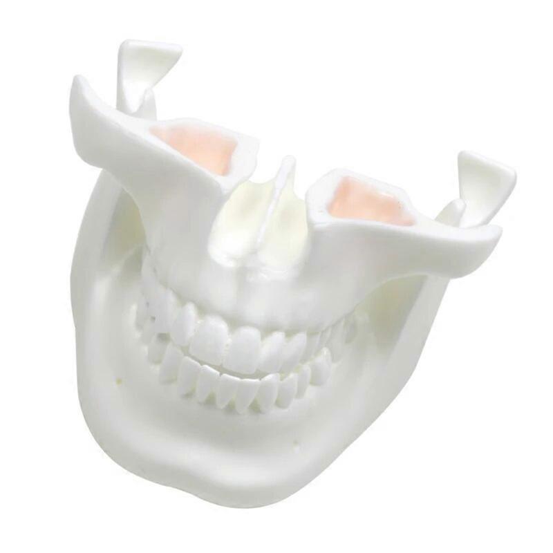 White Corundum Teeth Model Dental Teaching Practice Model Dental Lab Tools
