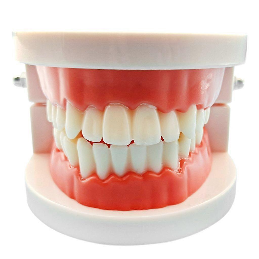 Tooth Model Standard Teeth Teaching Model Study Tool Typodont Demonstration