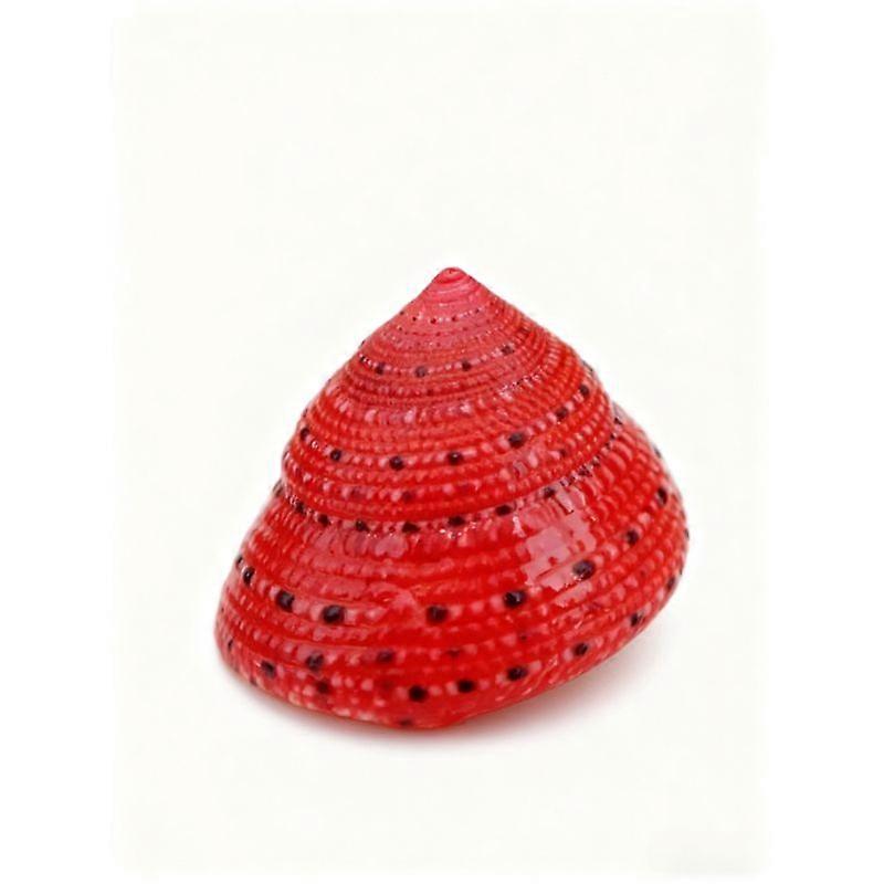 Aquarium Dcor 5Pcs Strawberry Clock Conch Natural Rare Seashell