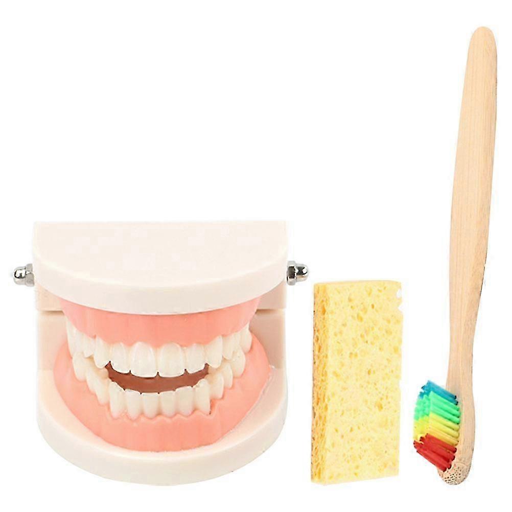 1 Set Standard Teeth Model Teaching Study Oral Education Tooth Demonstration Model