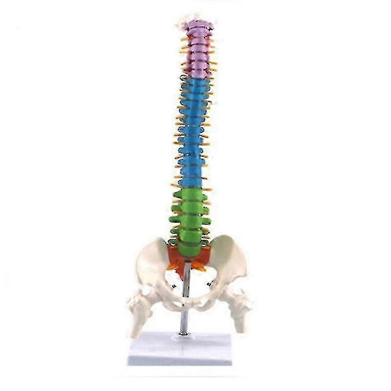 Anatomical Spine Model with Pelvic Human Spinal Column for Teaching Students - 45cm Length Resource