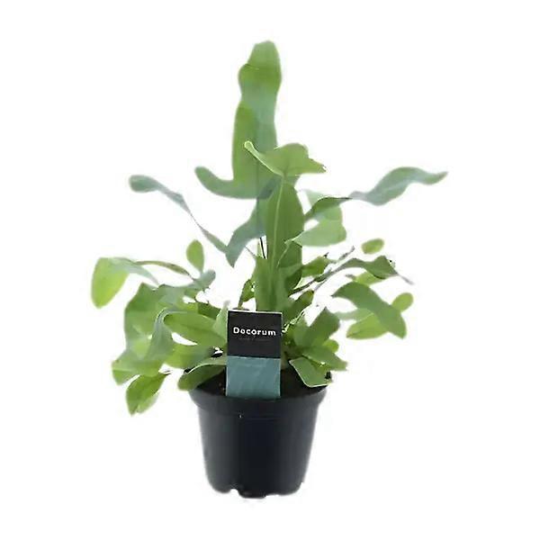 Phlebodium aureum 'Blue Star'