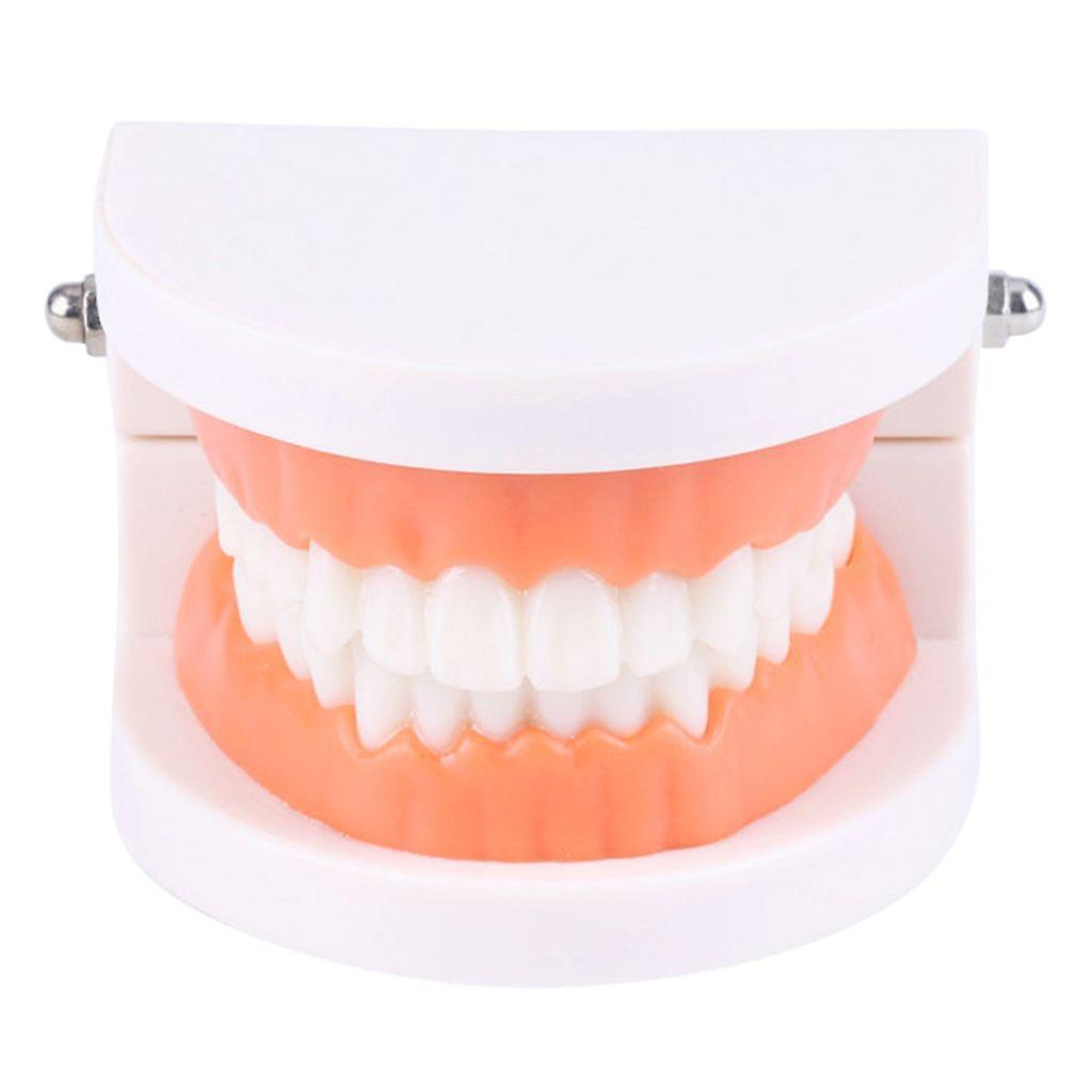 Tooth Model Standard Teeth Teaching Model Study Tool Typodont Demonstration