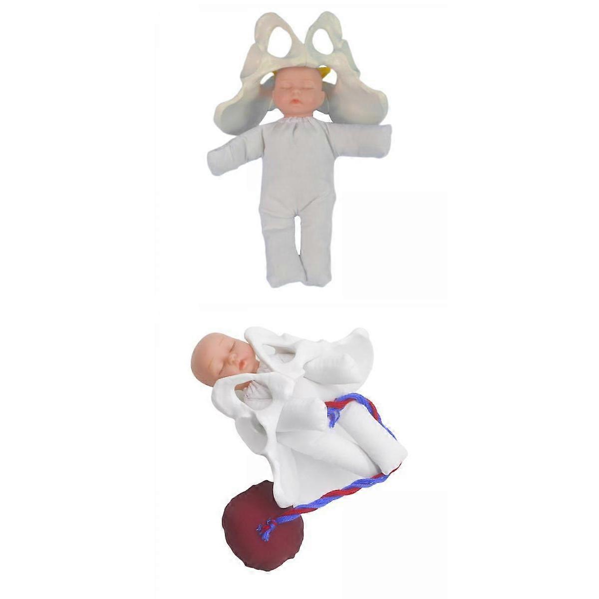 2 Stück lebensgroßes weibliches Beckenmodell Anatomisches Modell für das Lehrstudium