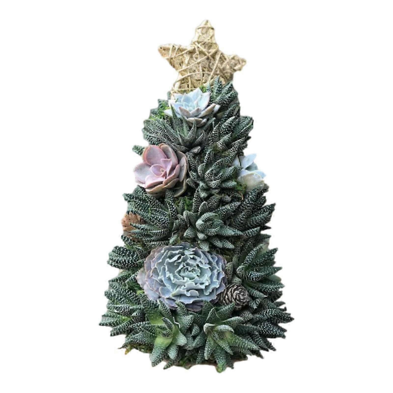 Weihnachtsgeschenke Überraschung Weihnachtsgeschenk Sukkulente Weihnachtsbaum